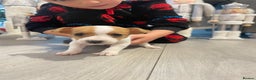 Jack Russell dogs for sale: READY NOW! OutstandingJack Russell puppies - Advert 12