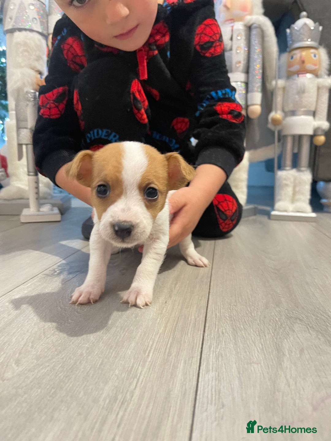 Jack Russell dogs for sale: READY NOW! OutstandingJack Russell puppies - Advert 12