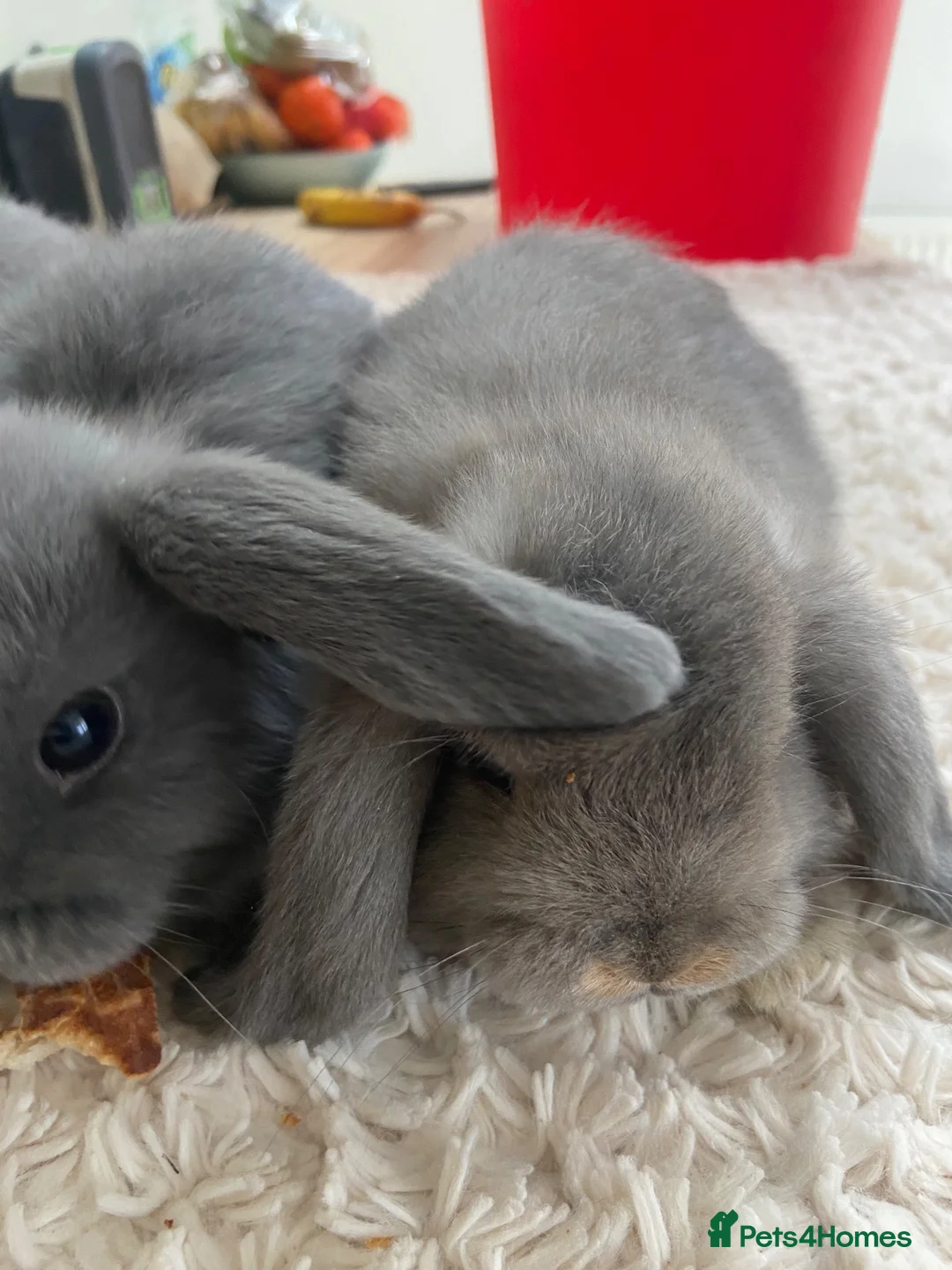 Mini Lop rabbits for sale: Pure bred mini lops  - Advert 2