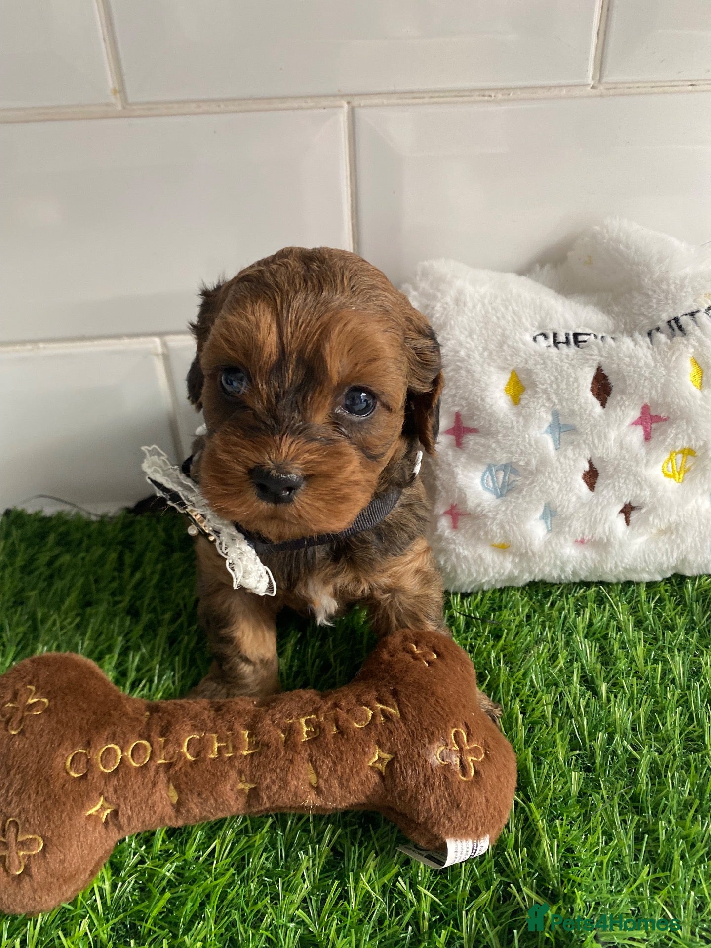 Cavapoo dogs F1 toy cavapoo puppies health tested  - Advert 1