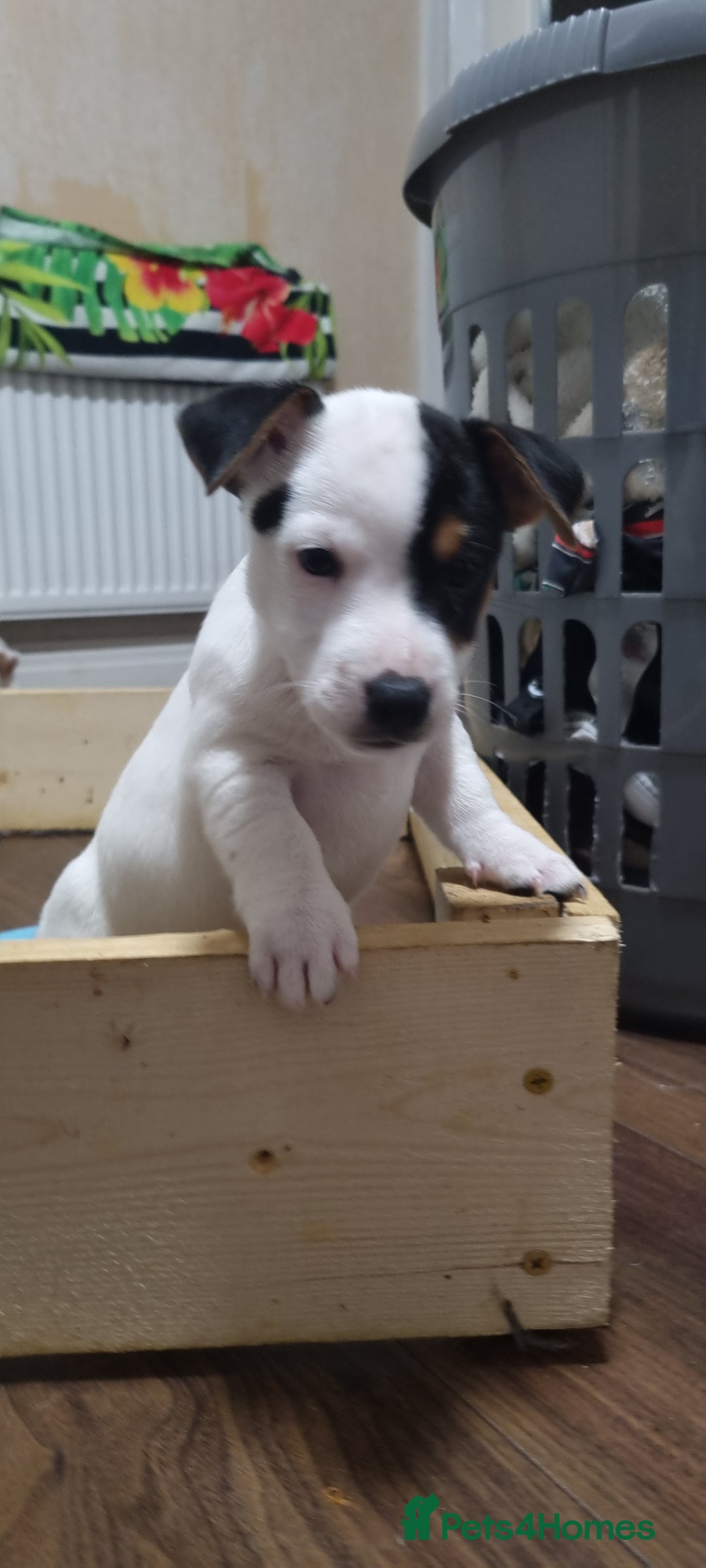 Jack Russell dogs for sale: Jack Russel puppies  - Advert 5