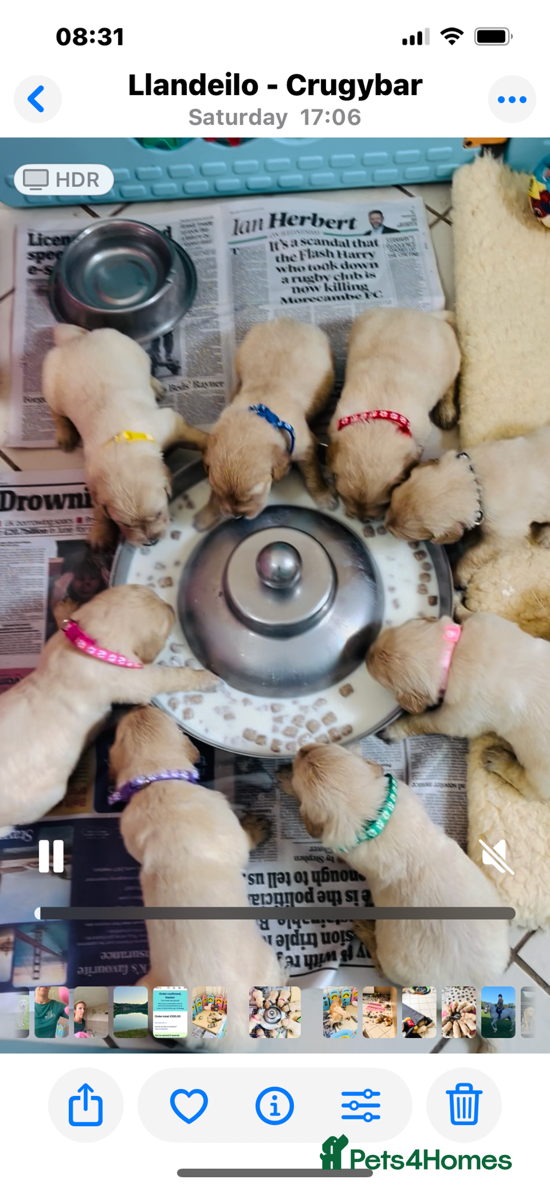 Golden Retriever dogs for sale: One boy remaining  - Image 11