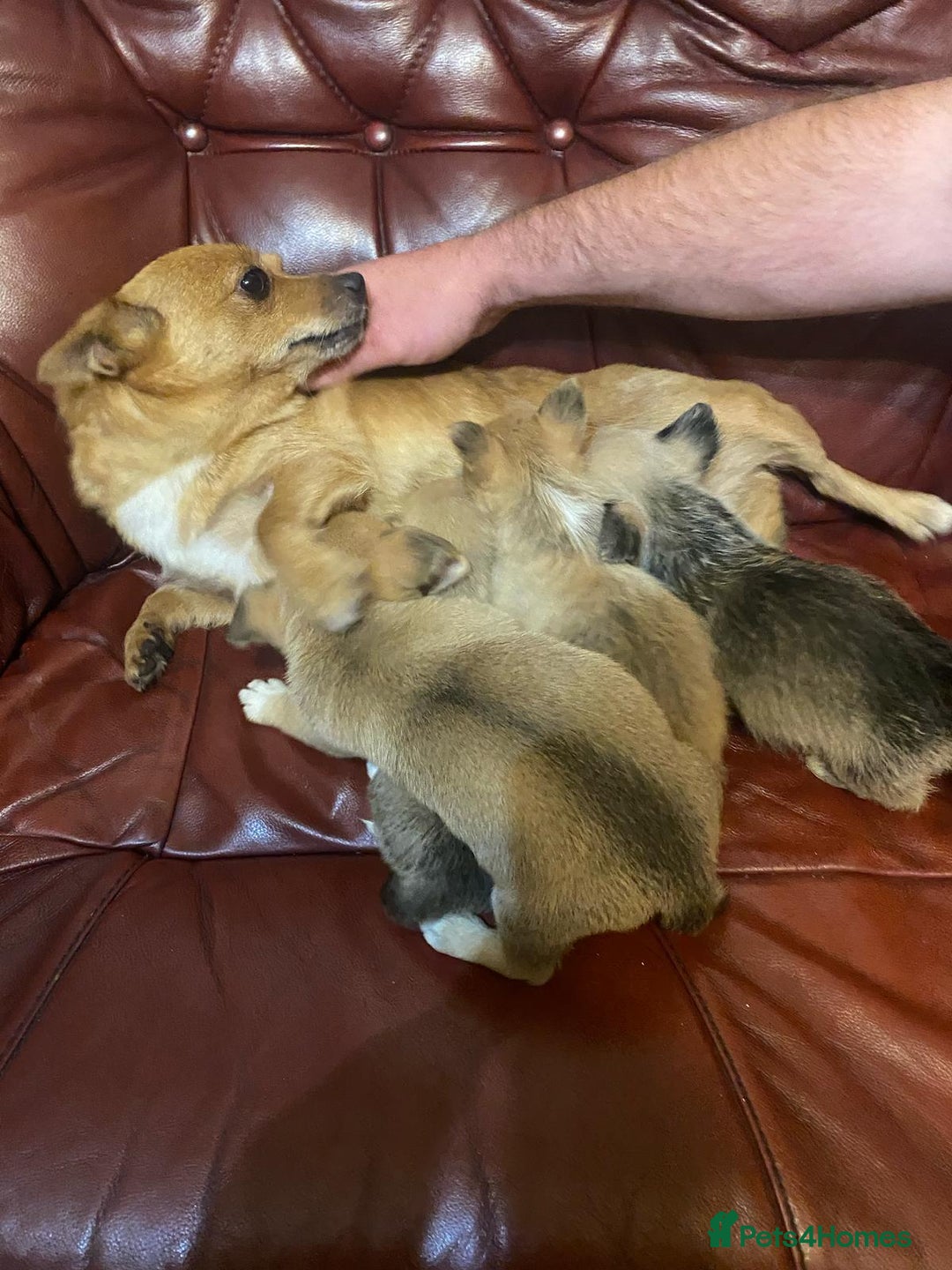 Chihuahua dogs for sale: Chihuahua puppies - Image 5