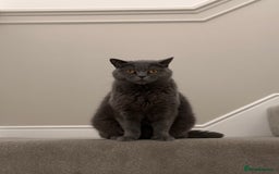 British Shorthair cats for sale: Beautiful female adult cat looking for new home - Image 3