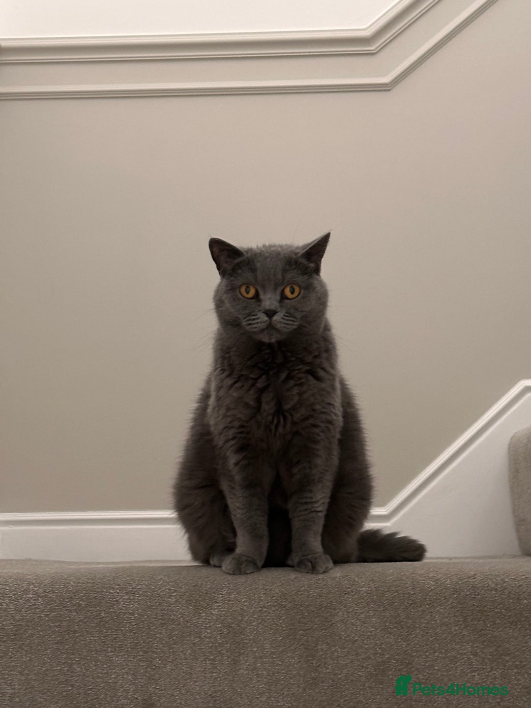 British Shorthair cats for sale: Beautiful female adult cat looking for new home - Image 3