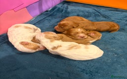 Cocker Spaniel dogs for sale: KC Registered Cocker Spaniel Puppies  - Image 6