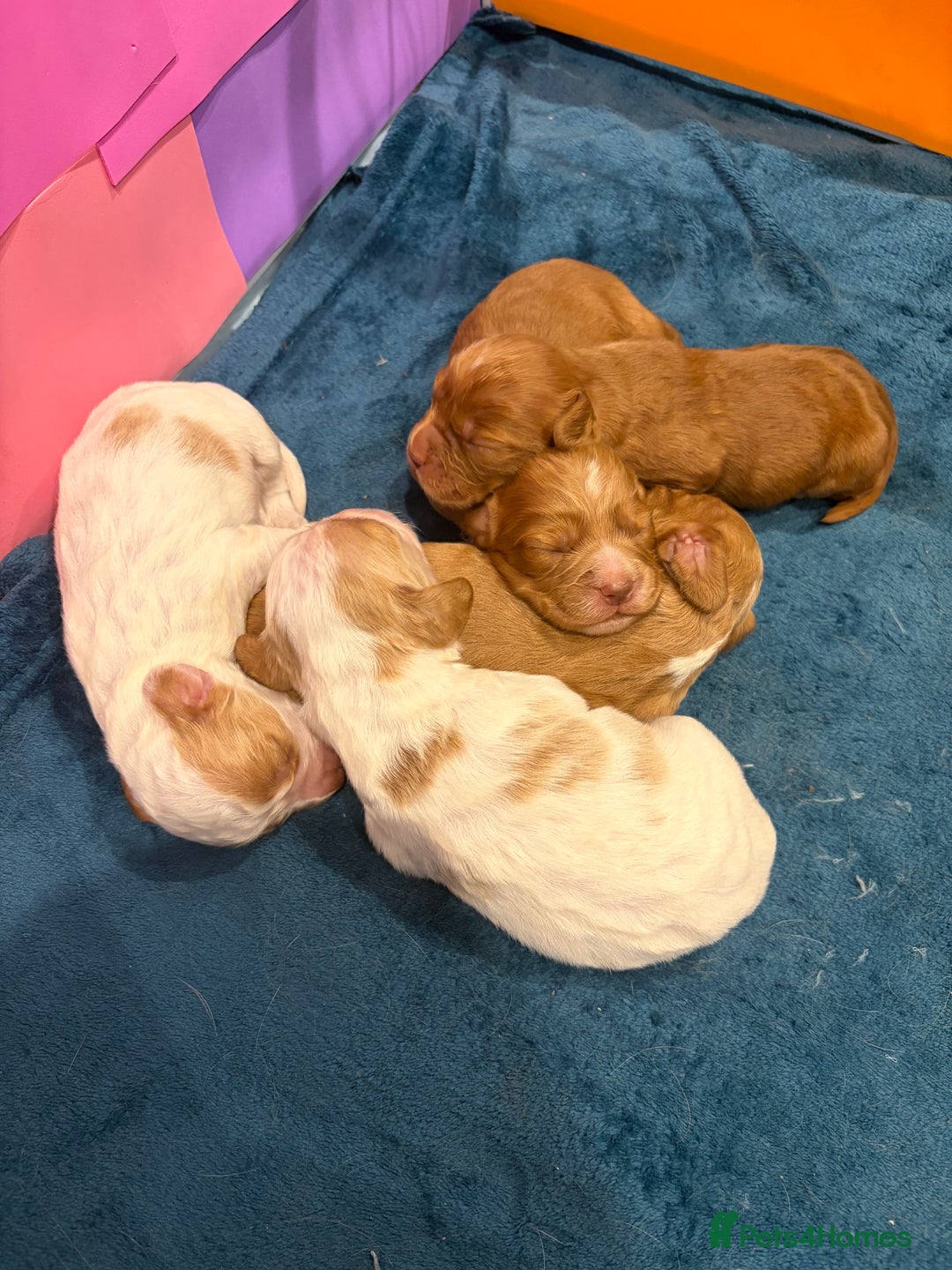 Cocker Spaniel dogs for sale: KC Registered Cocker Spaniel Puppies  - Image 6
