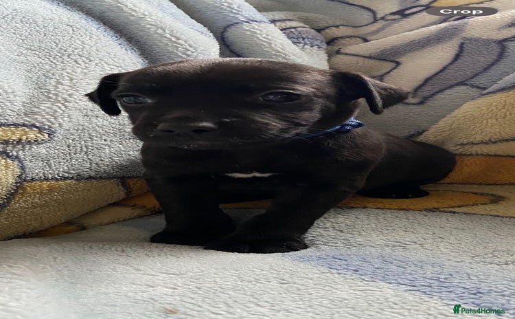 Patterjack dogs - Advert 1