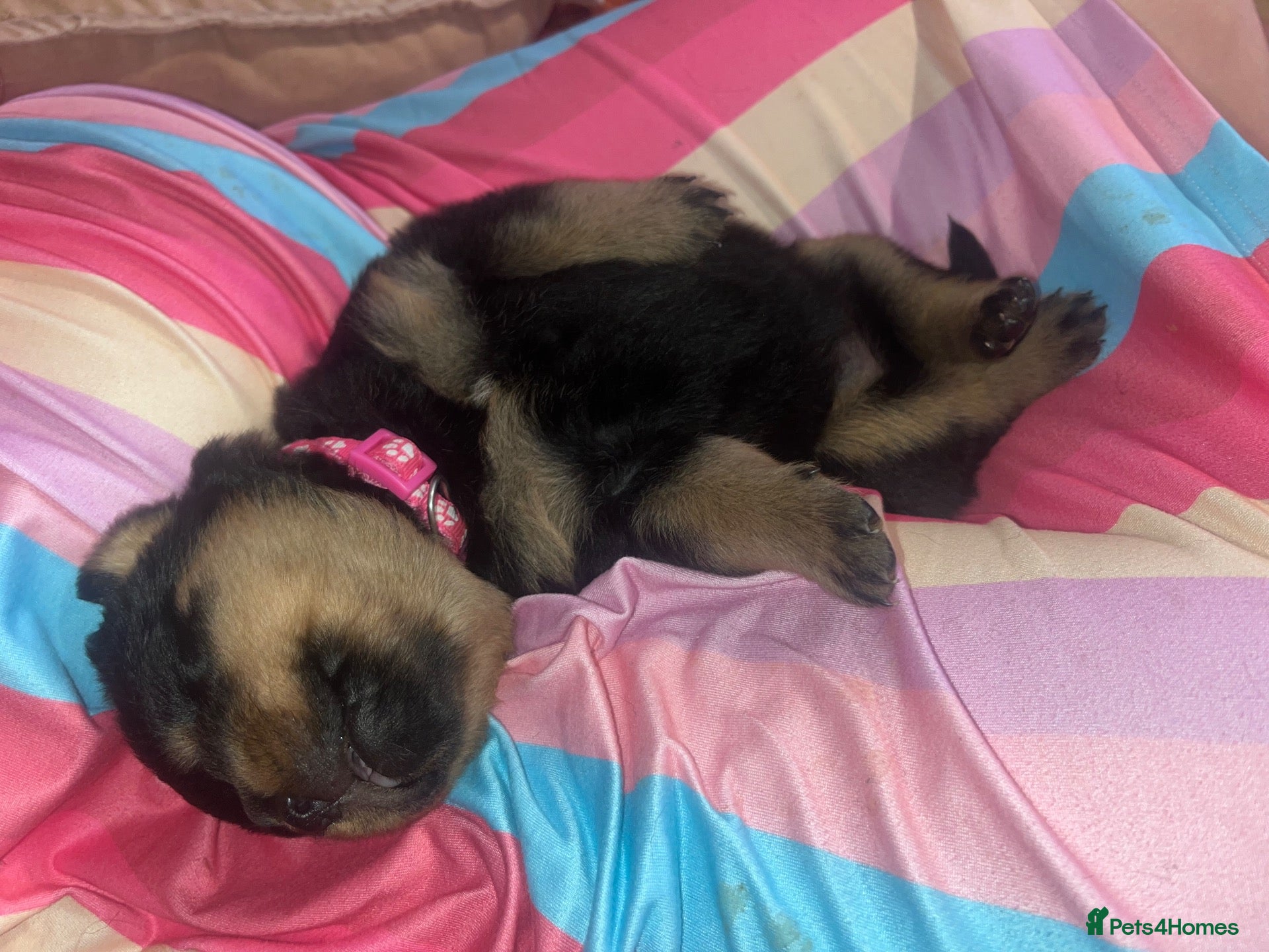 Rottweiler dogs Chunky champion linage Rottweiler puppies  - Advert 2
