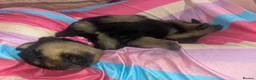 Rottweiler dogs for sale: 1 Female available,Champion linage Rottweiler - Advert 7