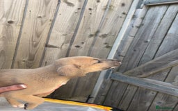 Mixed Breed dogs for sale: Outstanding terrier cross (bull Wheaton greyhound) - Image 3