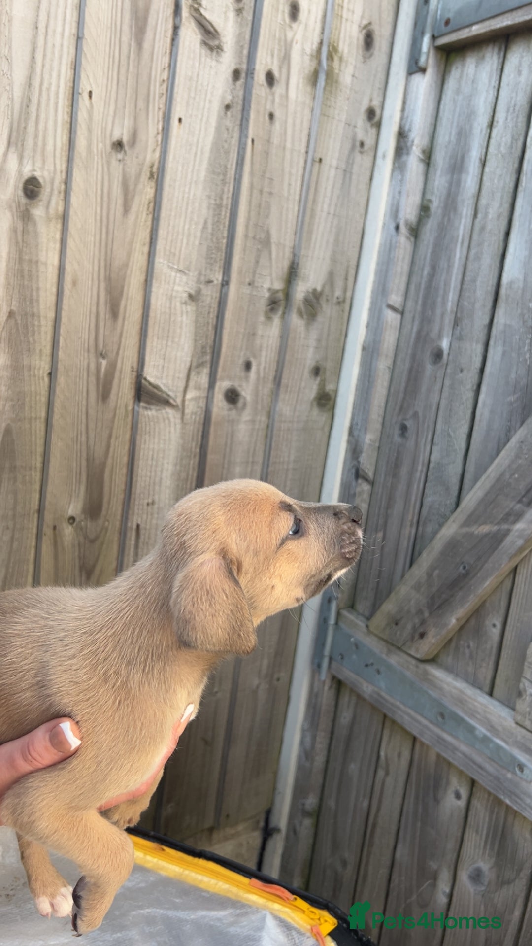 Mixed Breed dogs for sale: Outstanding terrier cross (bull Wheaton greyhound) - Image 3