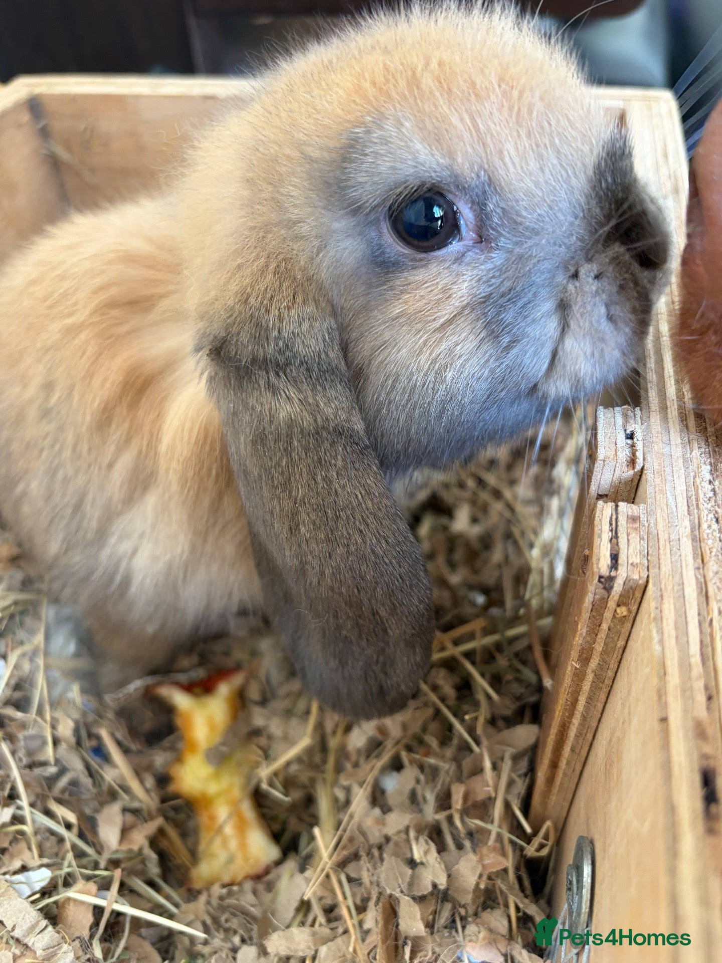 Mini Lop rabbits 1 perfect pure bred baby mini lop male rabbit - Advert 2