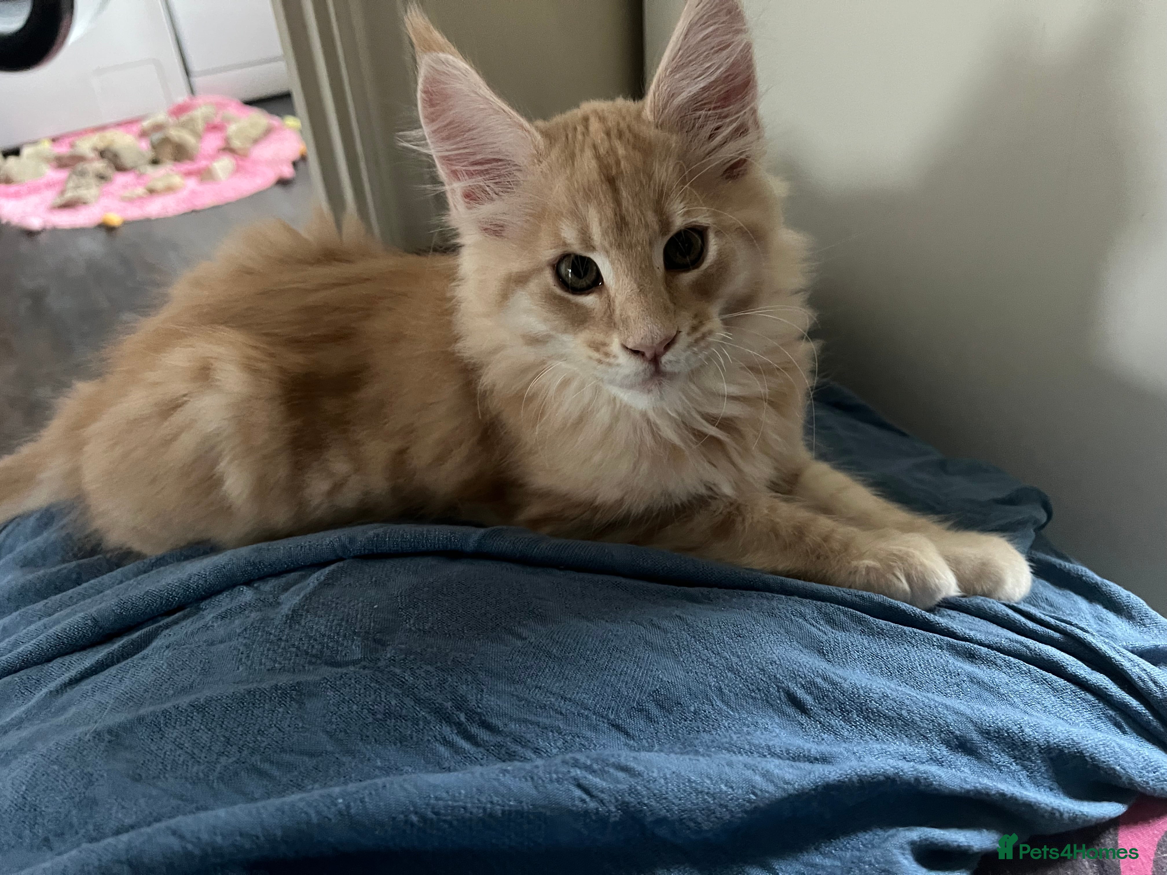 Maine Coon cats Pure Maine Coon Kittens GCCF reg.   - Advert 17