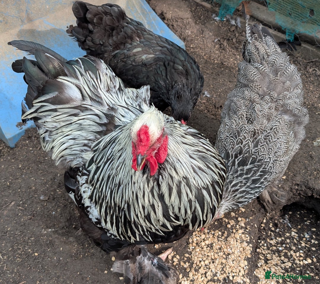 Chickens poultry for sale: Brahma-Vorwerk chicks Pure not mixed breeds - Image 8