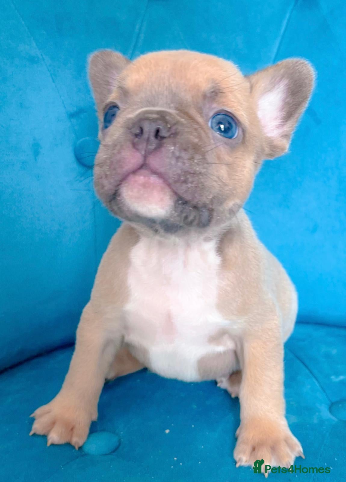 French Bulldog dogs 🐶Lovely puppies🐶 - Advert 2