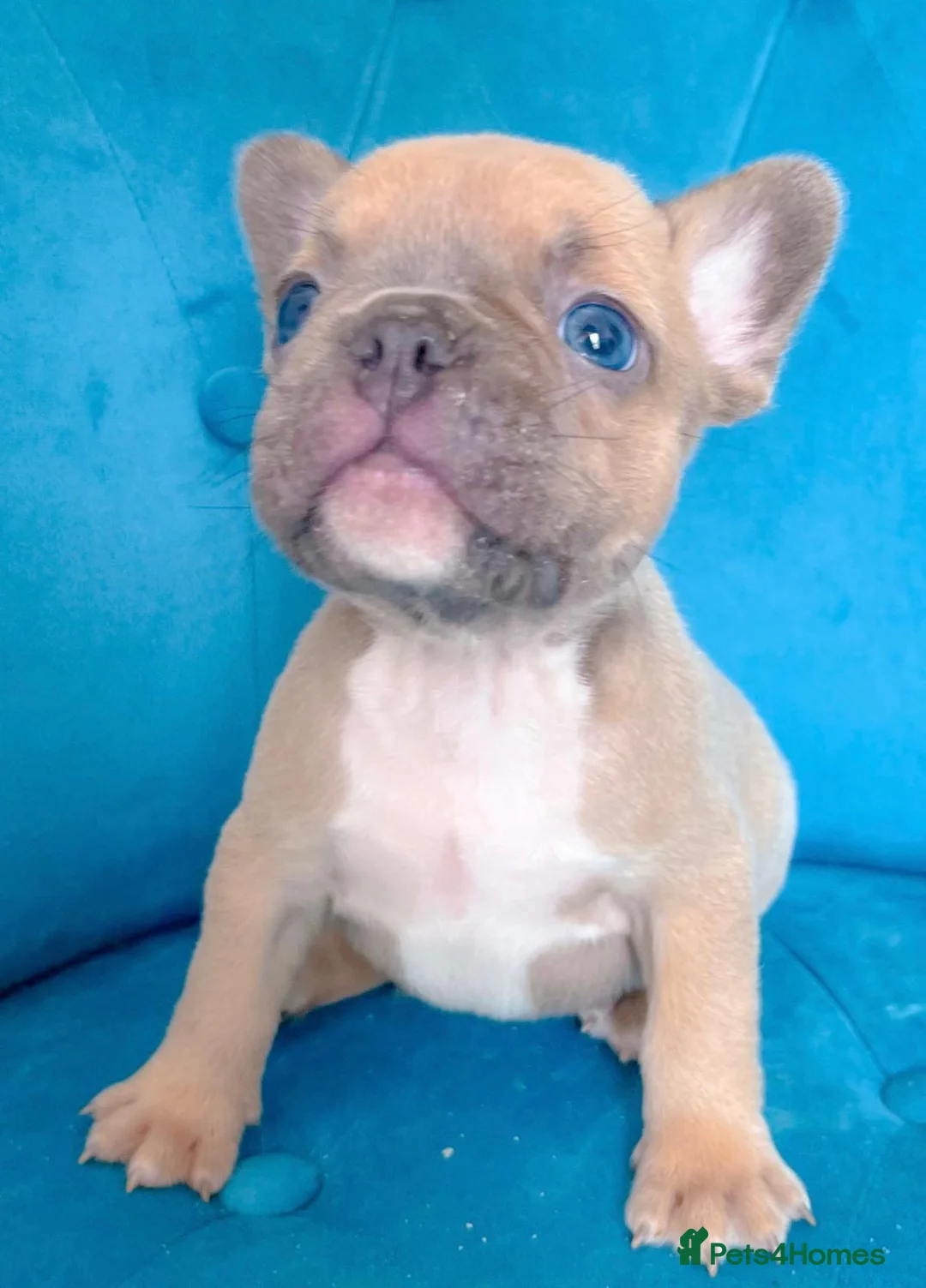 French Bulldog dogs for sale: 🐶BEAUTIFUL PUPPIES 🐶 - Advert 2
