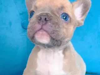 French Bulldog dogs 🐶ADORABLE PUPPIES🐶 - Advert 2
