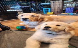 Golden Retriever dogs for sale: 2 Golden Retriever Puppies For Sale - Image 4