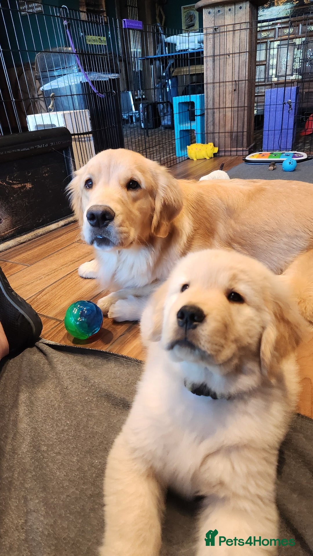 Golden Retriever dogs for sale: 2 Golden Retriever Puppies For Sale - Image 4