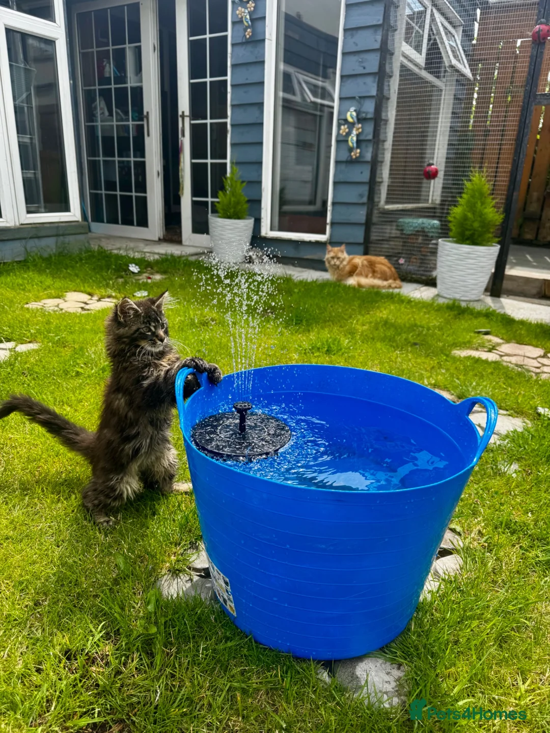 Maine Coon cats for sale: Pedigree Maine Coon Male Kitten - Advert 2