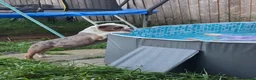 Olde English Bulldogge dogs for sale: Old english bulldogs male  - Advert 6