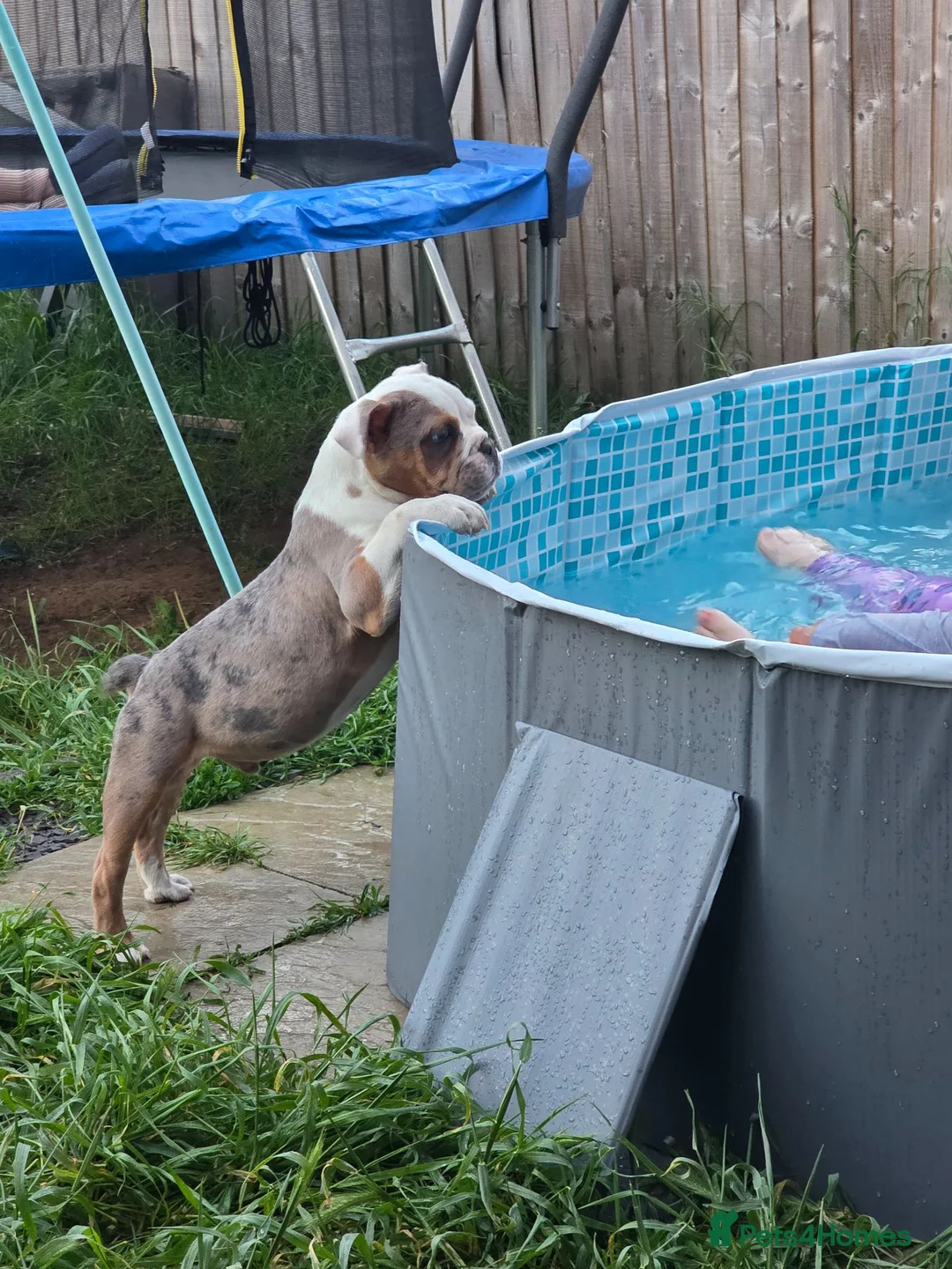 Olde English Bulldogge dogs for sale: Old english bulldogs male  - Advert 6