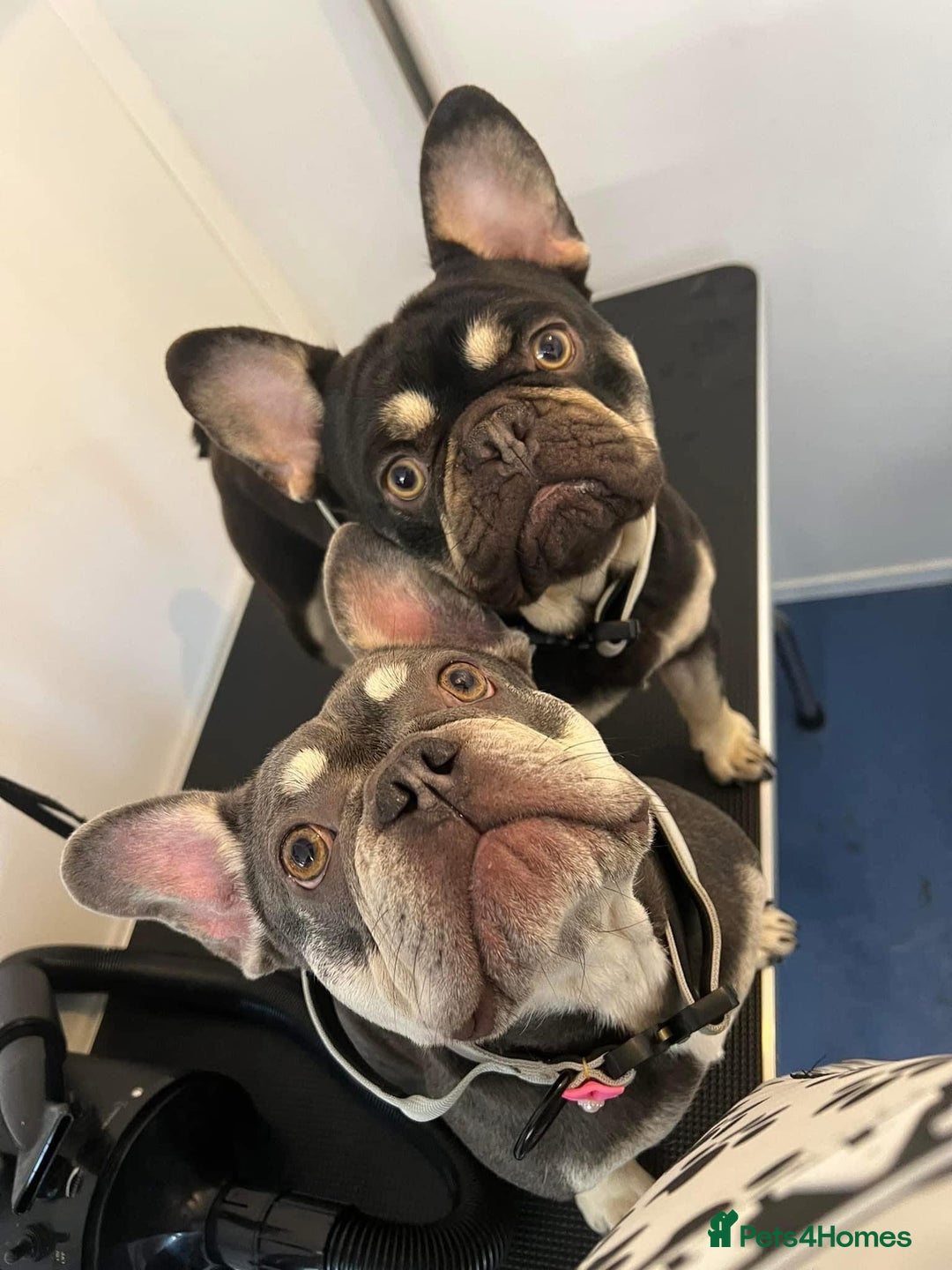 French Bulldog dogs for sale: Beautiful litter of French bulldog pups DWKC  - Advert 1