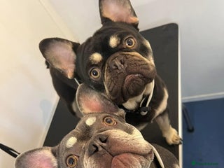 French Bulldog dogs Beautiful litter of French bulldog pups DWKC - Advert 8