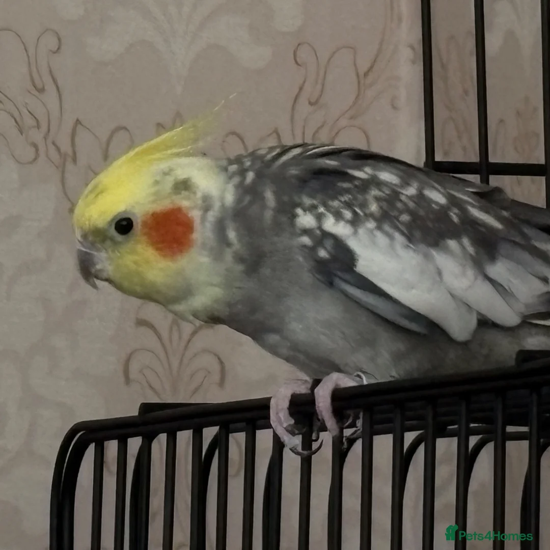 Cockatiels birds for sale: Budgie and cockateil, semi tamed cage included in Walsall - Advert 6
