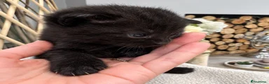 Black Kitten