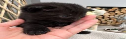 Domestic Shorthair cats for sale: Beautiful Home-Raised Black, Tabby &Torbie Kittens in Barnsley - Advert 12