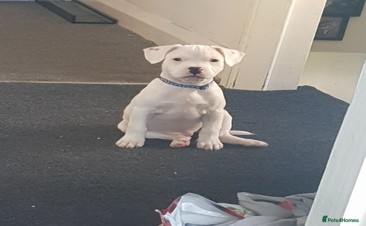 Mixed Breed dogs - Advert 1