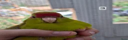 Parakeets birds for sale: Kakarikis males forsale - Advert 3