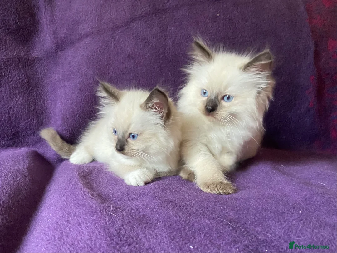 Ragdoll cats for sale: Beautiful Ragdoll Kittens - Advert 2