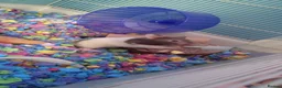 Hamster rodents for sale: female Syrian hamster  - Advert 8