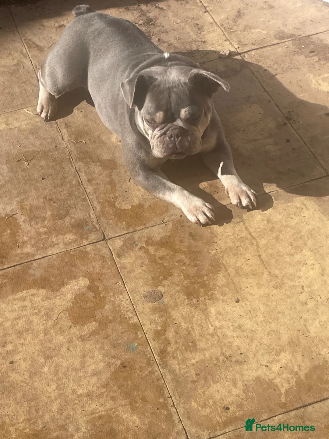 French Bulldog dogs for sale: French bulldog in Kidderminster - Advert 2