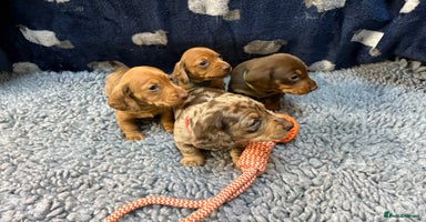 Miniature Dachshund dogs KC registered Miniture Dachshund puppies Dapple 🐶 - Advert 1