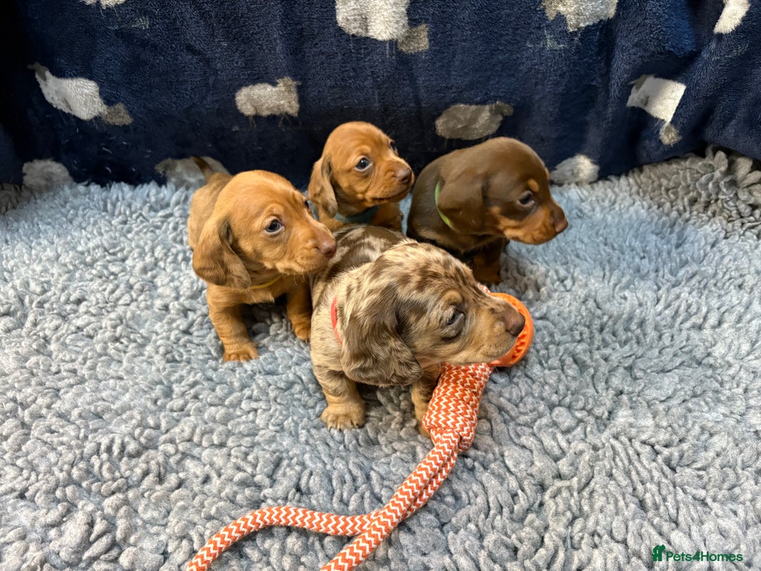 Miniature Dachshund dogs for sale: KC Miniature Dachshund Puppies Last Boy 🐶 - Advert 6