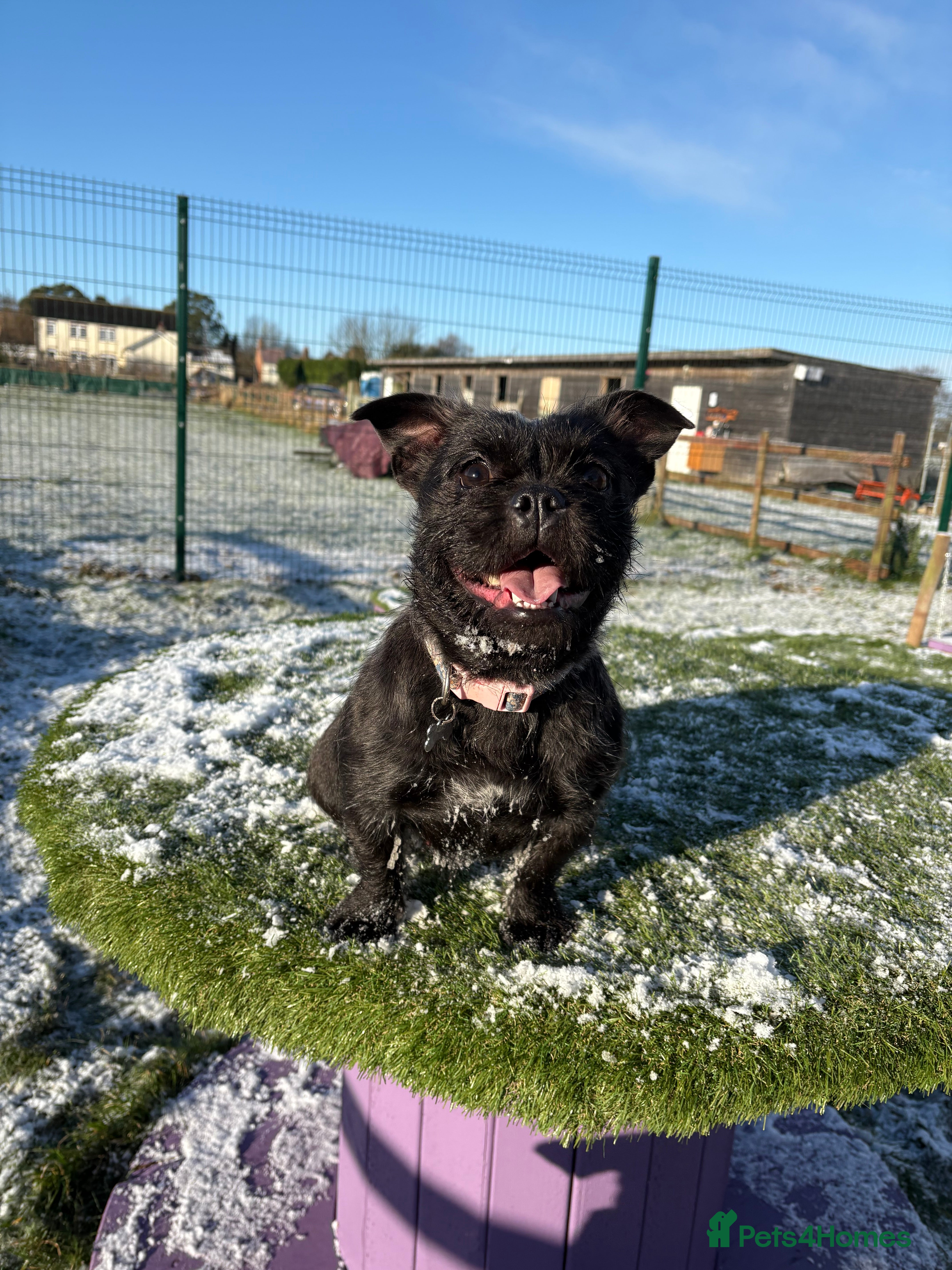 Mixed Breed dogs Frenchie x ShihTzu (French BullSh*!) - Advert 7