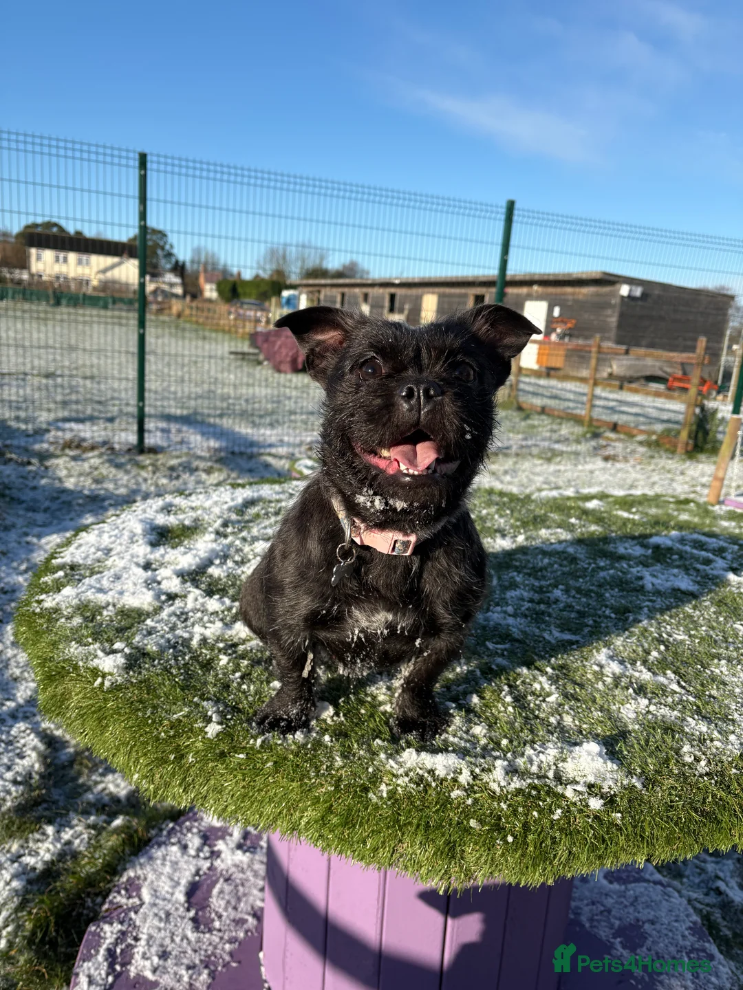 Mixed Breed dogs for sale: Frenchie x ShihTzu (French BullSh*!) - Advert 1