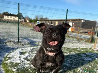 Mixed Breed dogs Frenchie x ShihTzu (French BullSh*!) - Advert 7