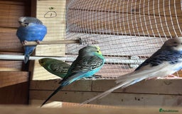 Budgerigars birds for sale: Mixed ages budgies for sale - Image 5