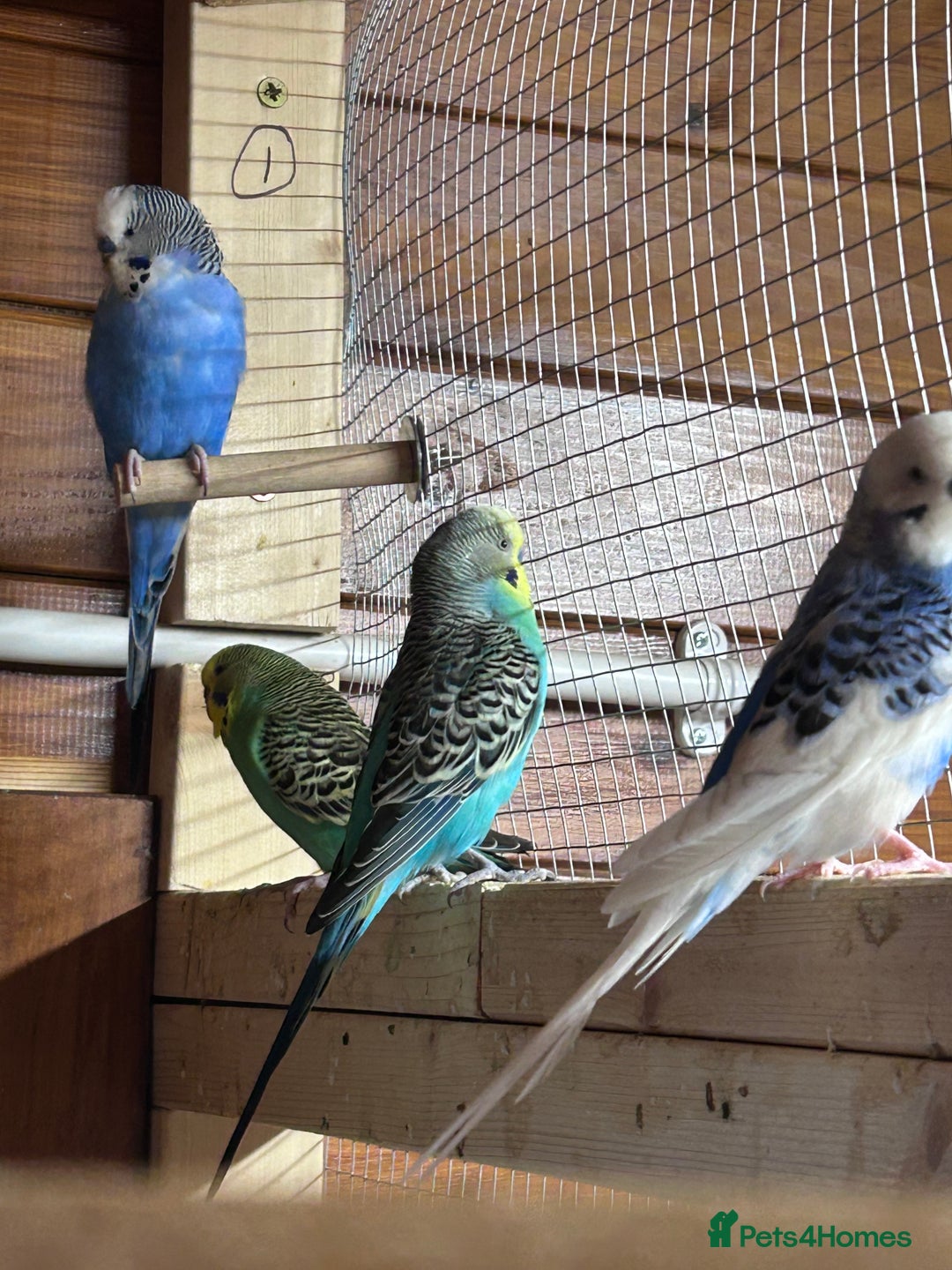 Budgerigars birds for sale: Mixed ages budgies for sale - Image 5