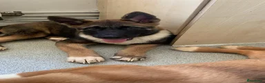 Akita 4