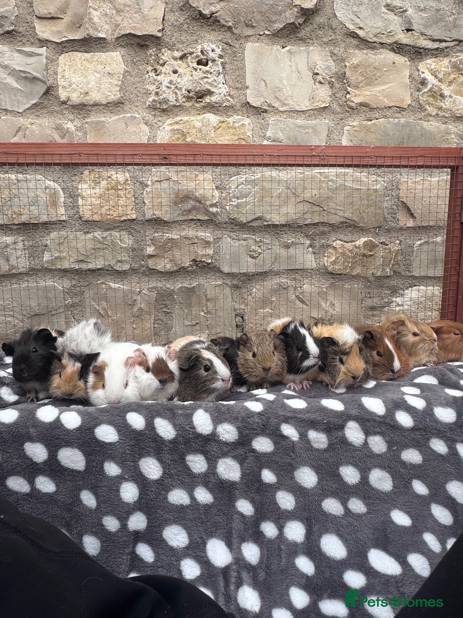 Guinea Pig rodents Baby boars for sale  - Advert 5