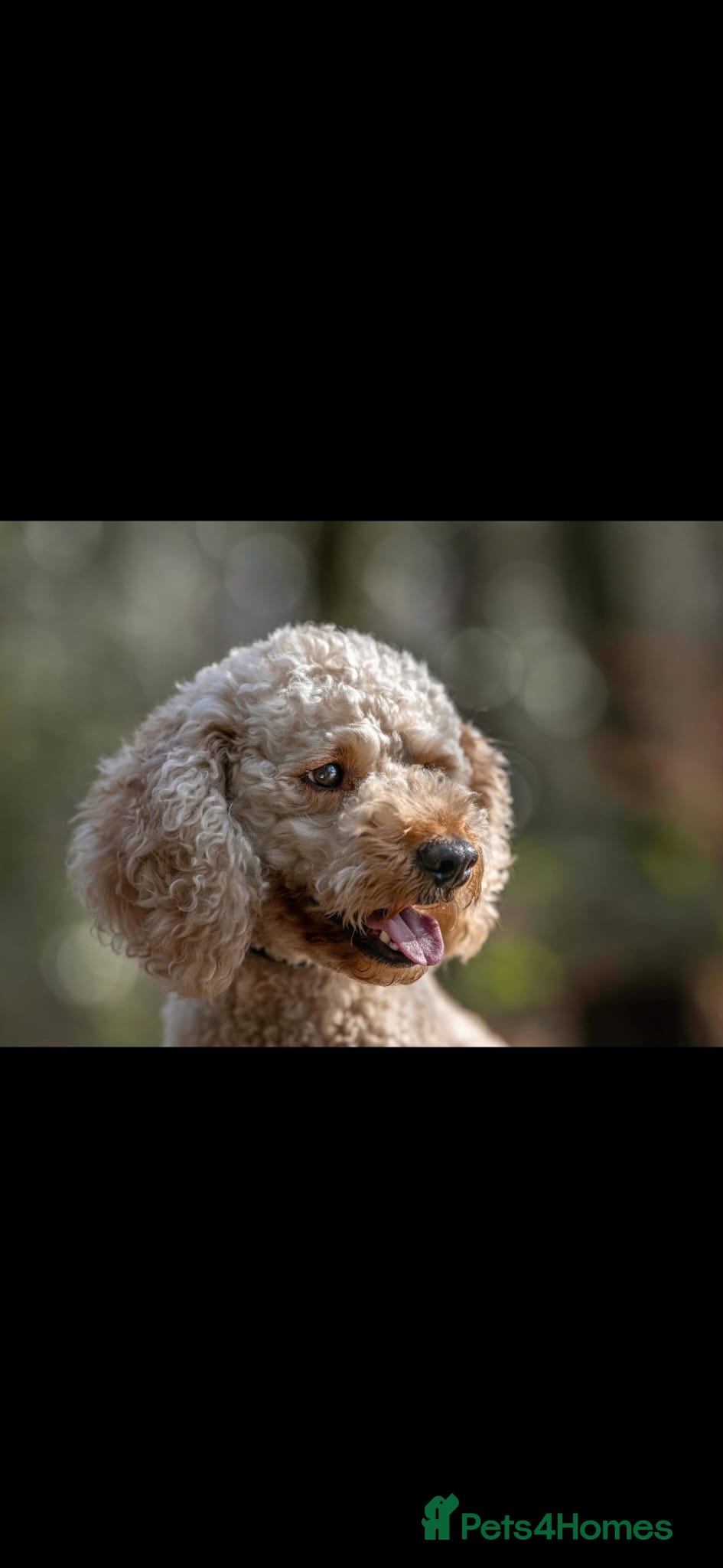 Mixed Breed dogs Beautiful healthy chiapoo's - Advert 9
