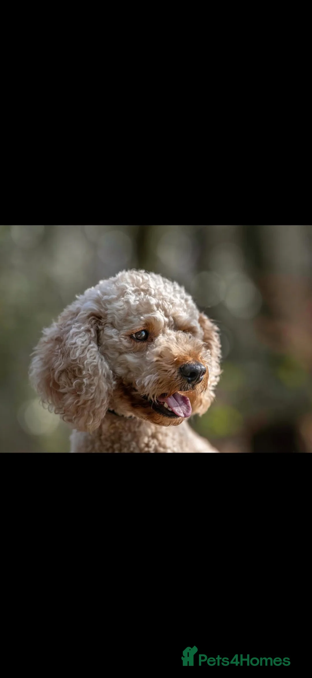 Mixed Breed dogs for sale: Beautiful healthy chiapoo's - Advert 1