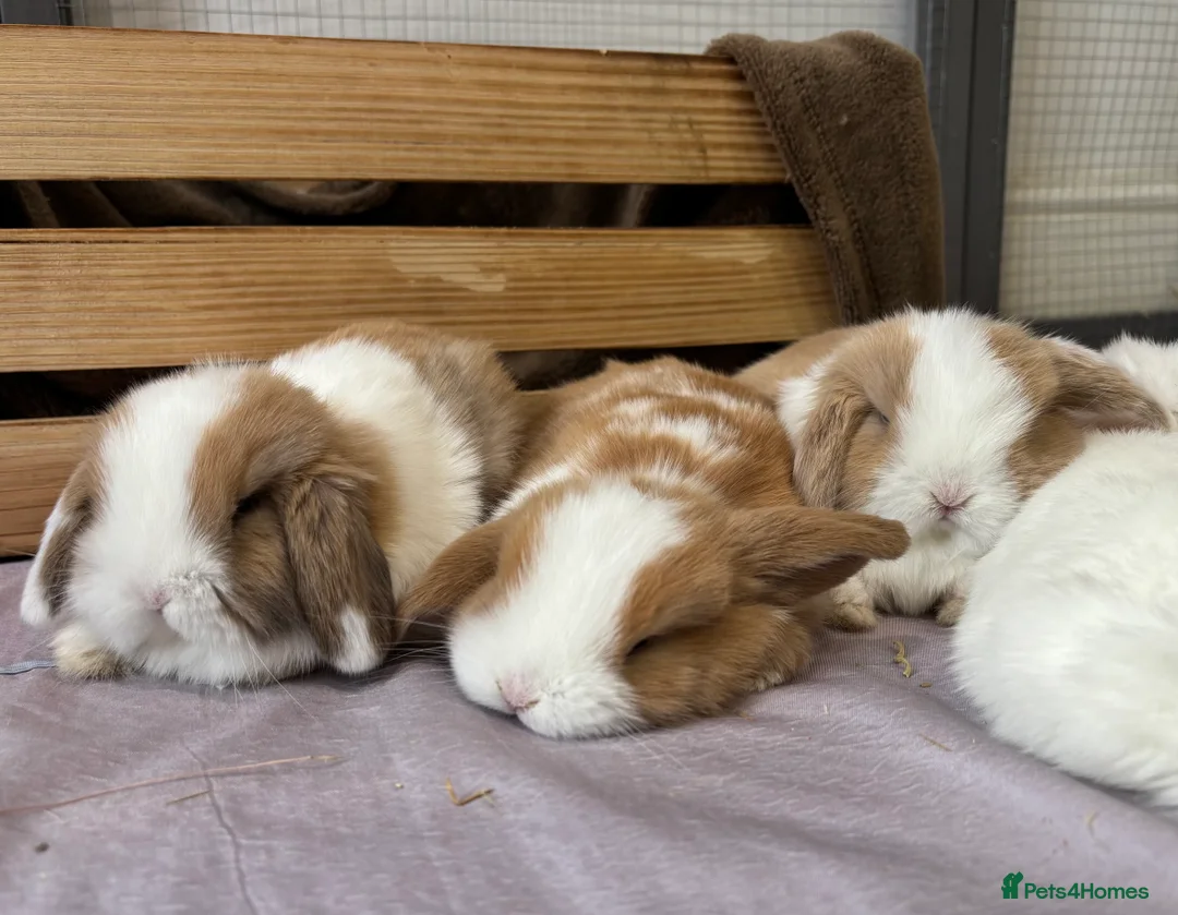 Mini Lop rabbits for sale: 2 Pure Mini Lops - Available 27th Feb - Advert 6