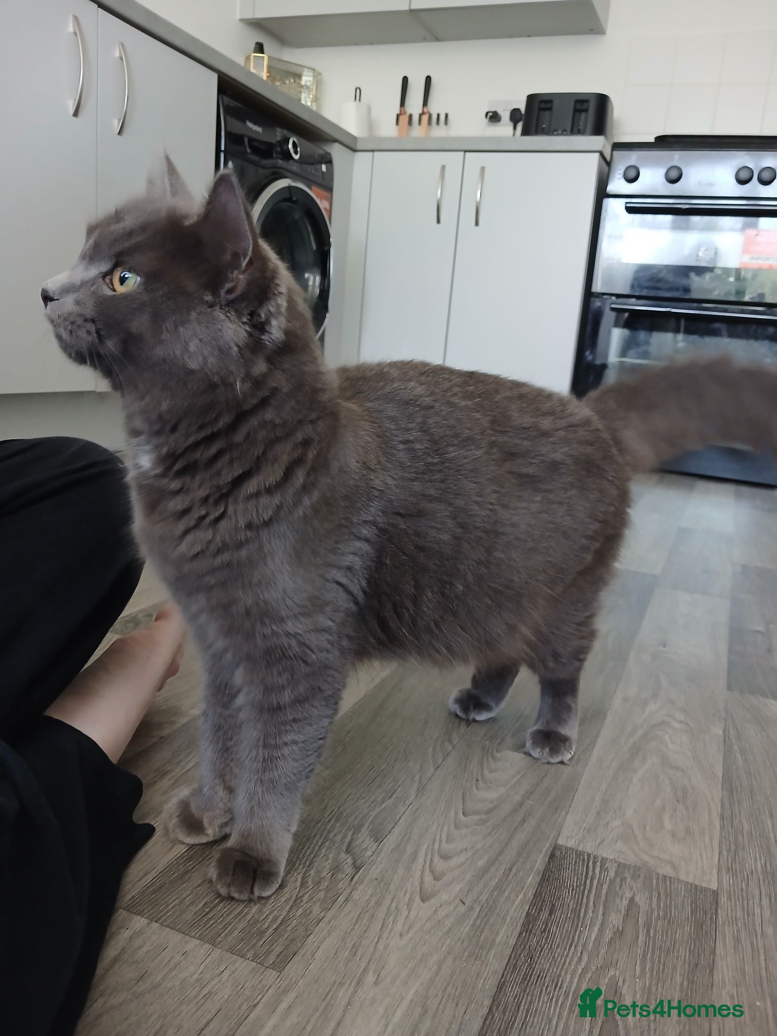 Mixed Breed cats Gorgeous kittens - Advert 1
